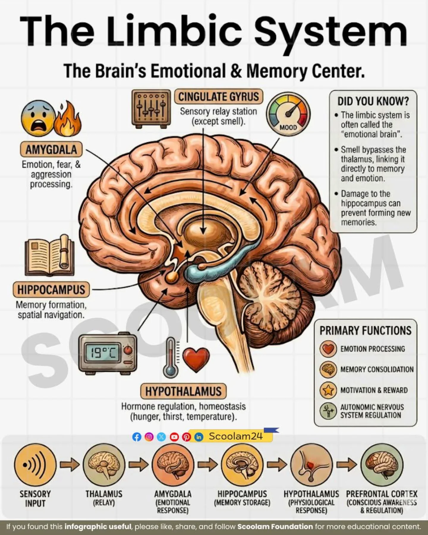 Diagram of the limbic system showing amygdala, hippocampus, nucleus accumbens, and prefrontal cortex