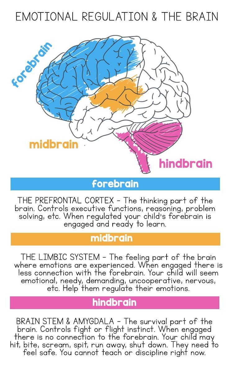 Illustration showing two brain states: reactive vs reflective, or emotional recurrence vs awareness